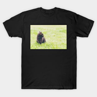 Adorable little black kitten sitting on green lawn T-Shirt